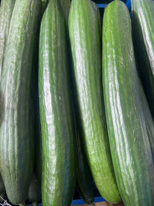 JUMBO CUCUMBER