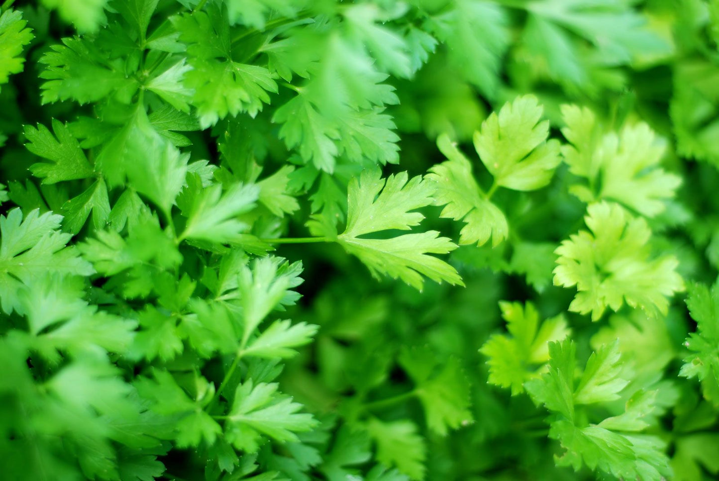 FRESH PARSLEY