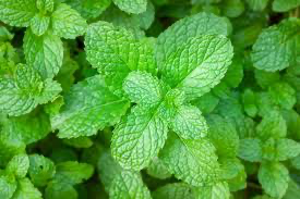 FRESH MINT