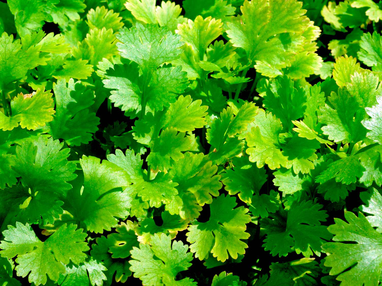 FRESH CORIANDER